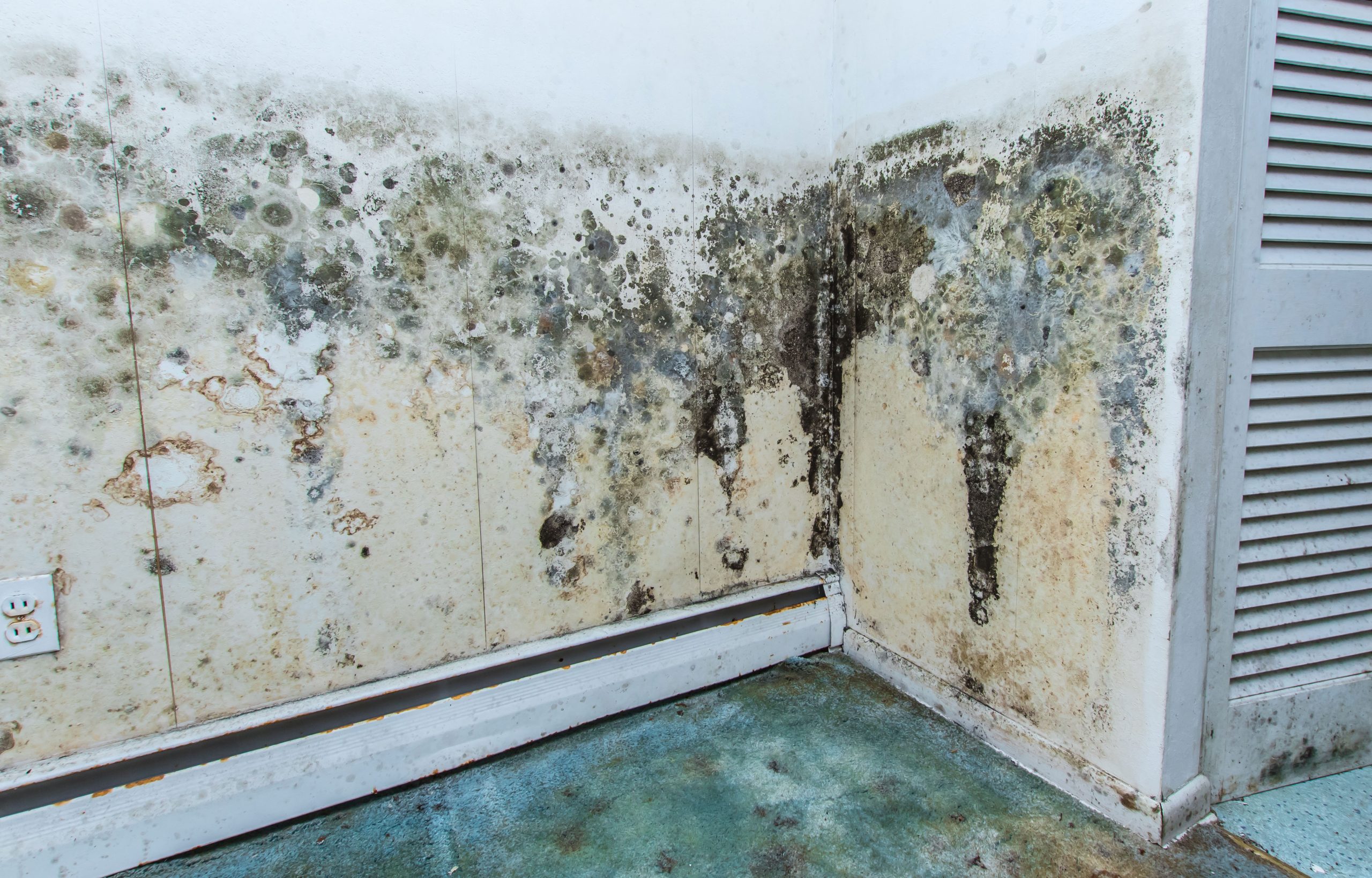 residential mold removal experts in Albany